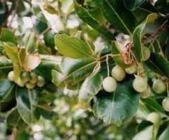 SARO (cinamosa fragans) BIO EQU - en 5ml, 10ml, 15ml